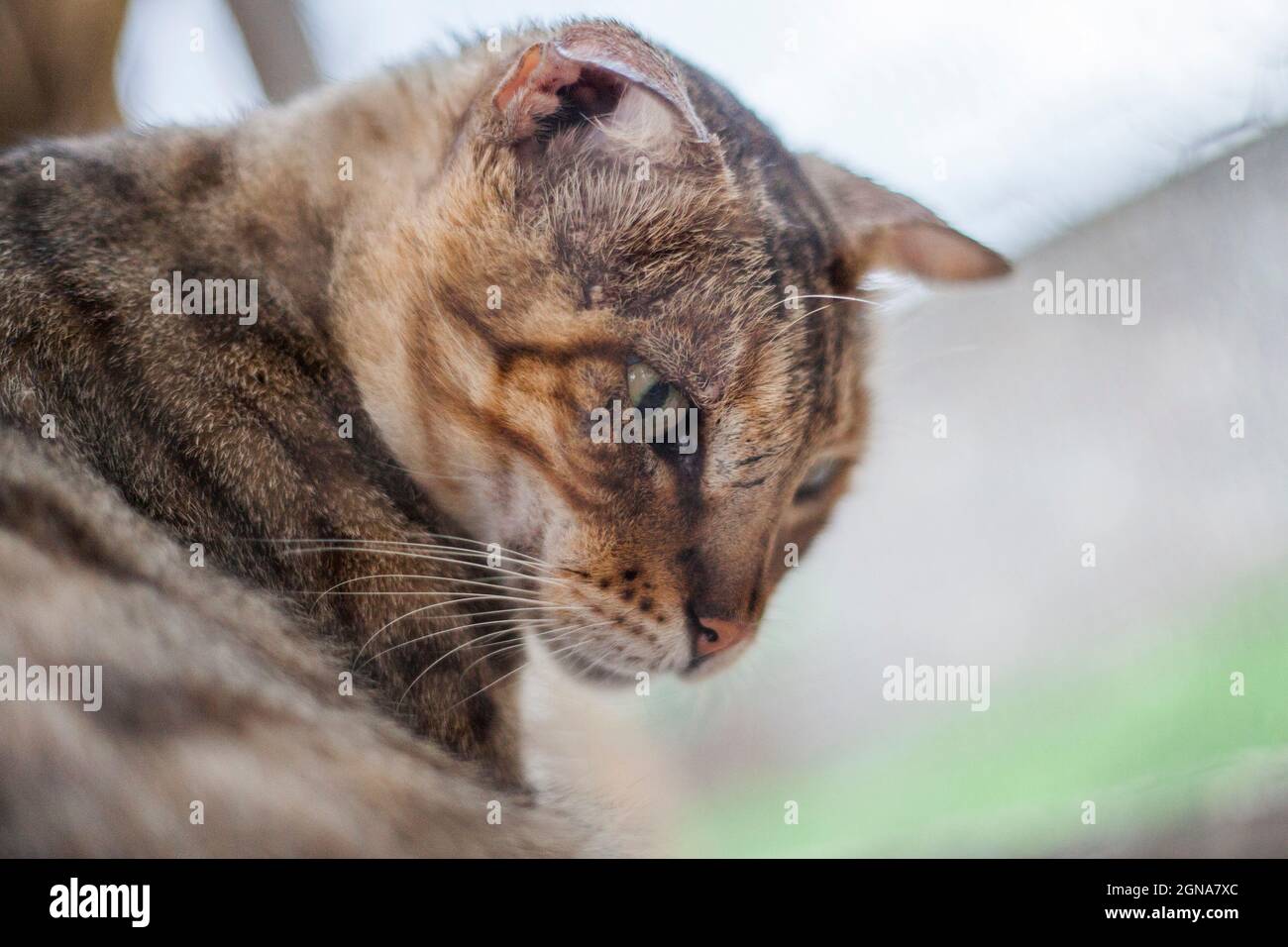 nero e portrair di un gatto mescolato con il boscato Foto Stock