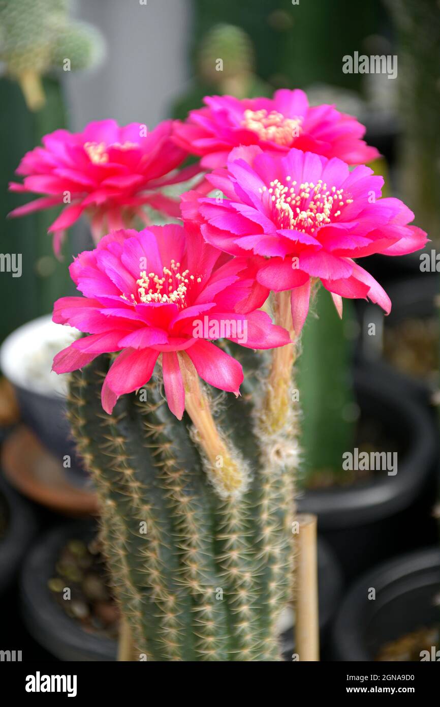 Rosa ibrido lobivia spp. In cactus giardino sfondo. Foto Stock
