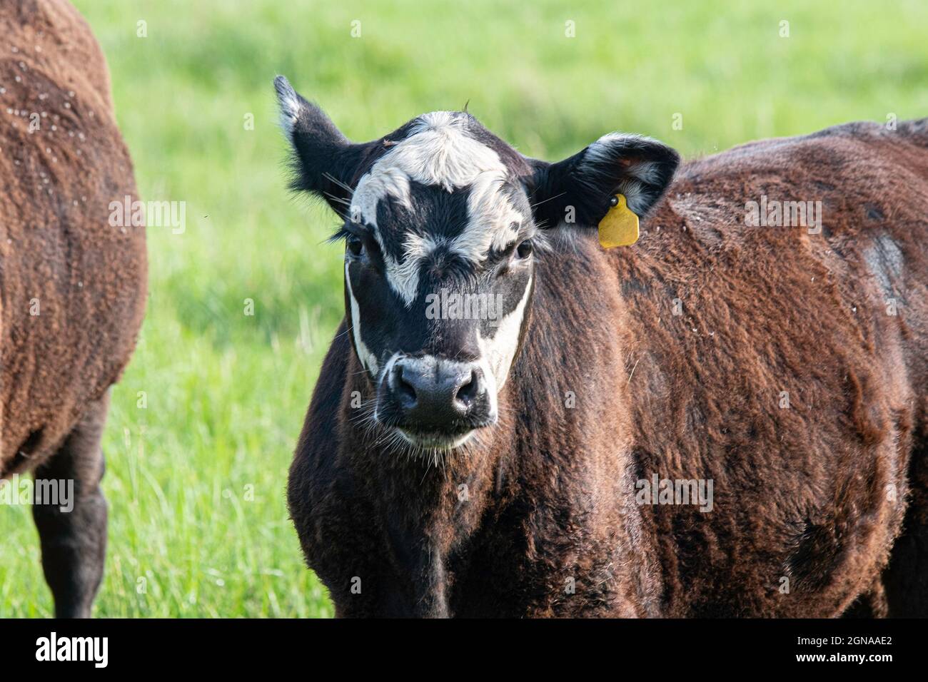 Vitello baldy nero con pelo scolorito ruvido, tipico della carenza di rame. Foto Stock