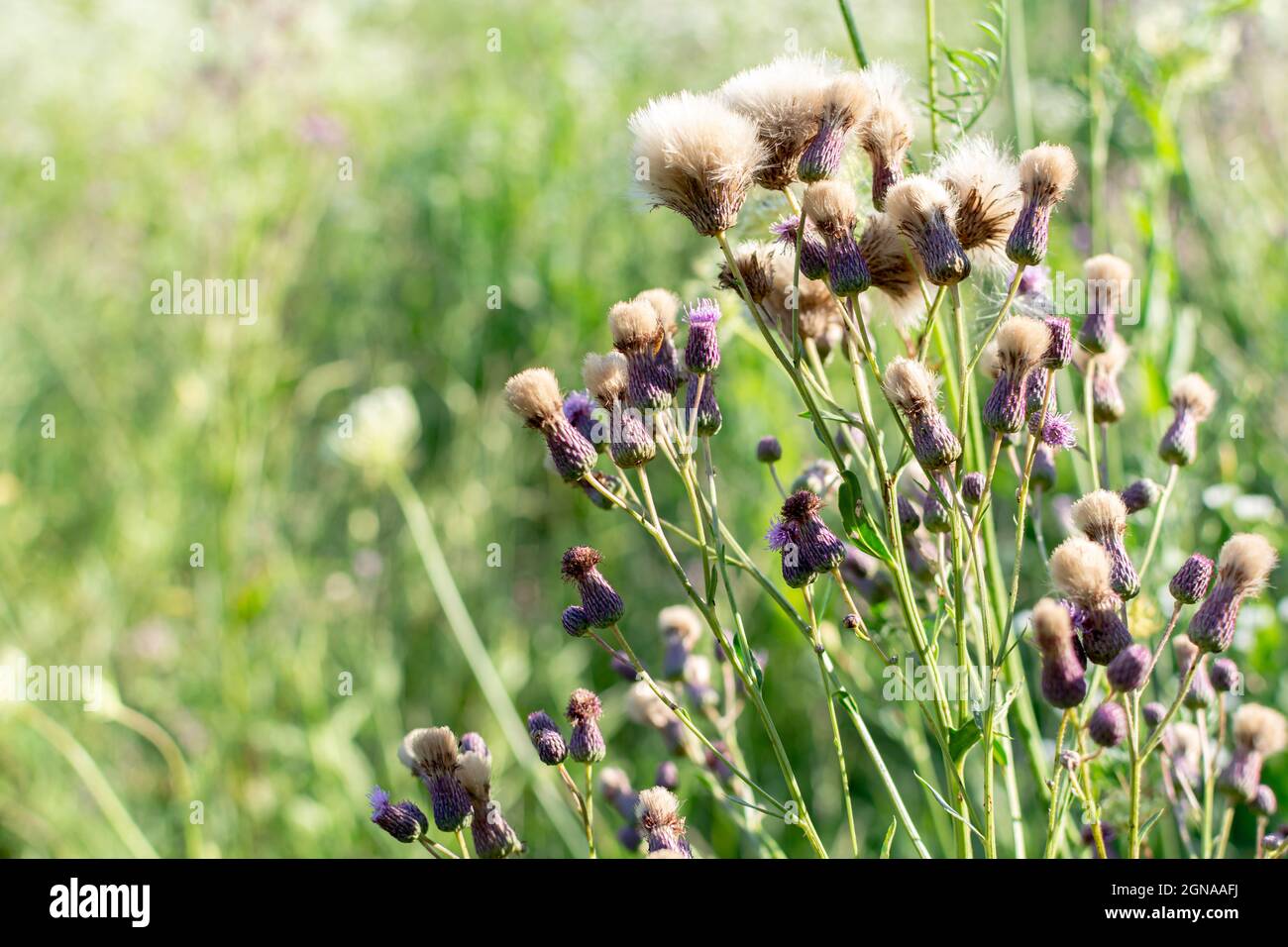 Semi di cardo di mais. Erbaccia in un campo al tramonto. Foto Stock