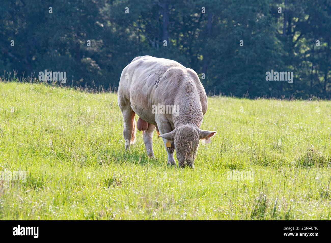 Charolais bull pascolo in estate solo pascolo. Foto Stock