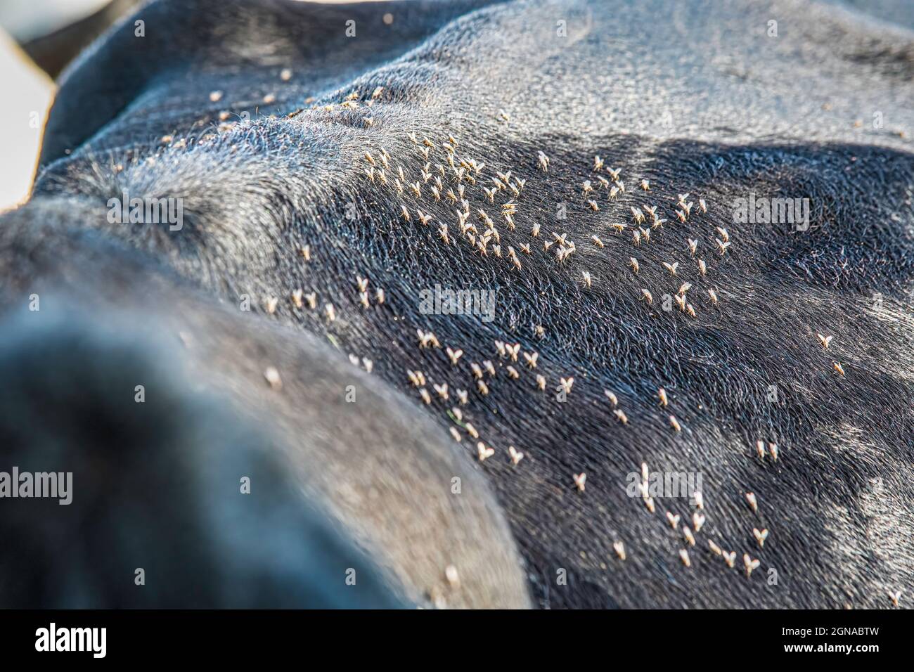 Focus su corno vola sulla parte posteriore di una mucca Angus. Le mosche del corno causano la perdita economica importante per i produttori di carne bovina. Foto Stock