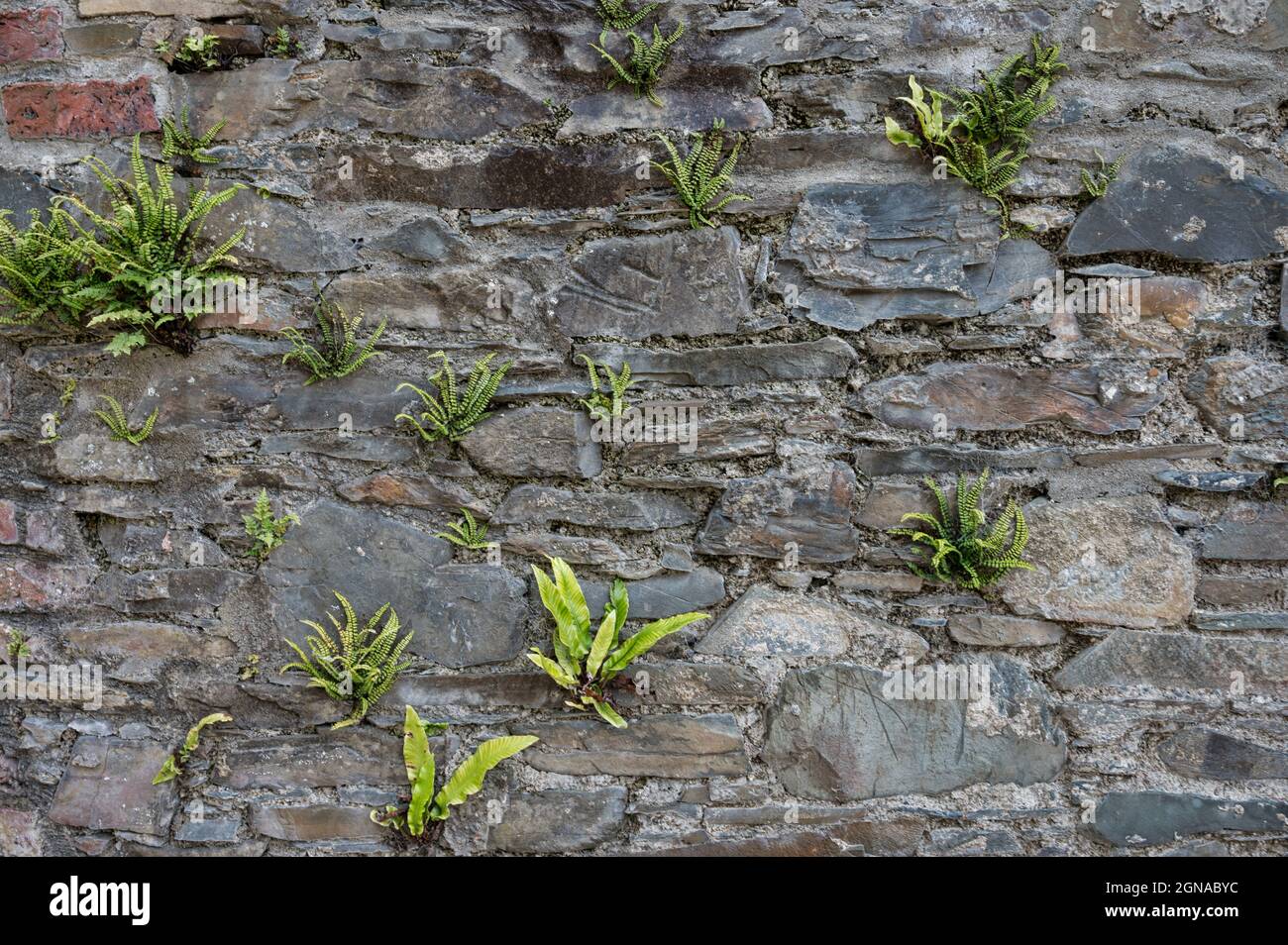 Vecchio muro di pietra con felci che crescono da esso Foto Stock