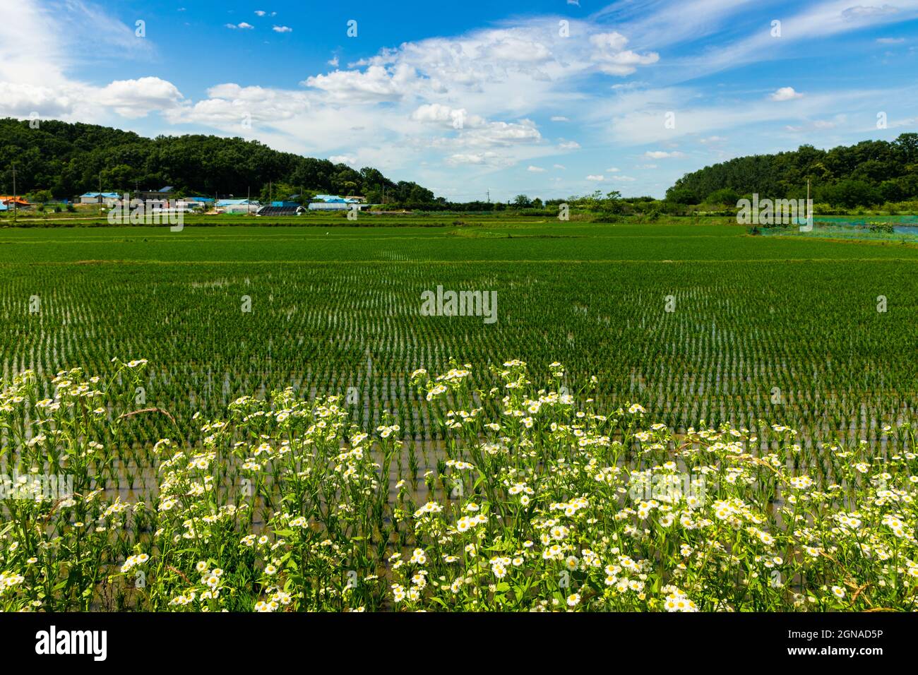 Risaie rurali e fiori paesaggio in una giornata estiva. Ganghwa-Gun, Incheon, Corea del Sud Foto Stock