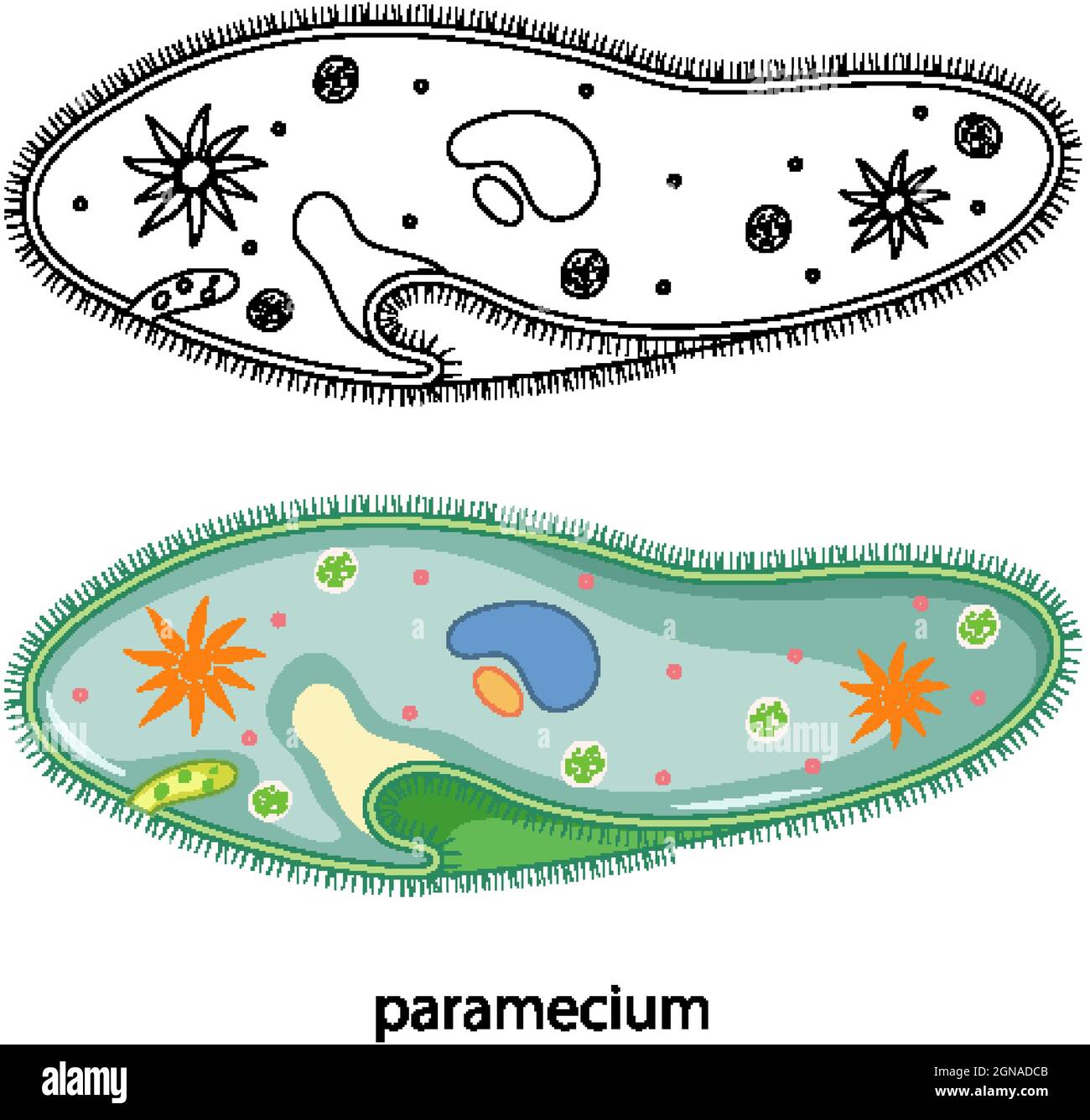 Paramecium a colori e doodle su sfondo bianco illustrazione Illustrazione Vettoriale