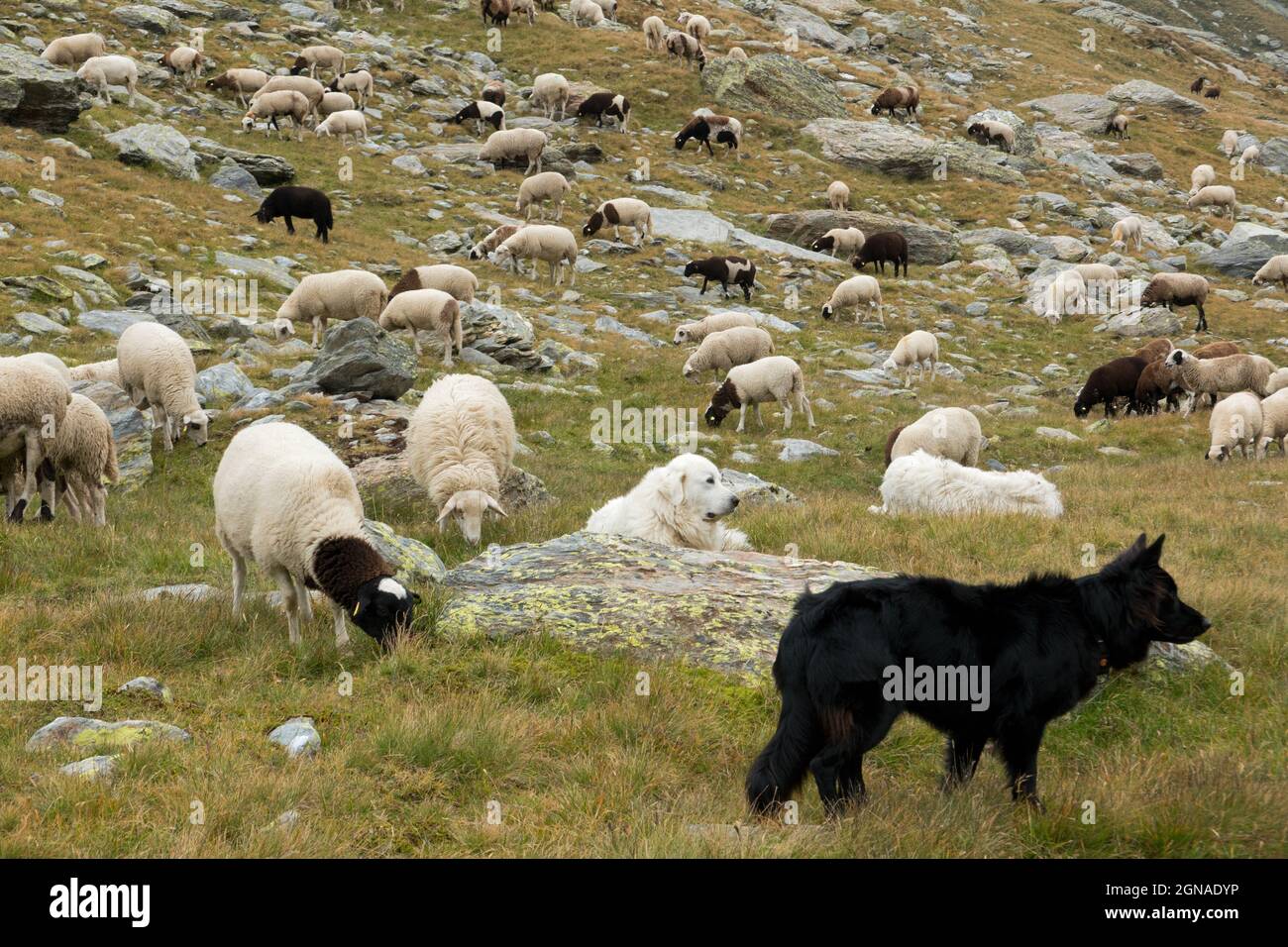 Due cani da pecora, quello nero per l'allevamento, quello bianco, un Patou, per custodire un gregge di pecore dai lupi, nelle Alpi svizzere Foto Stock