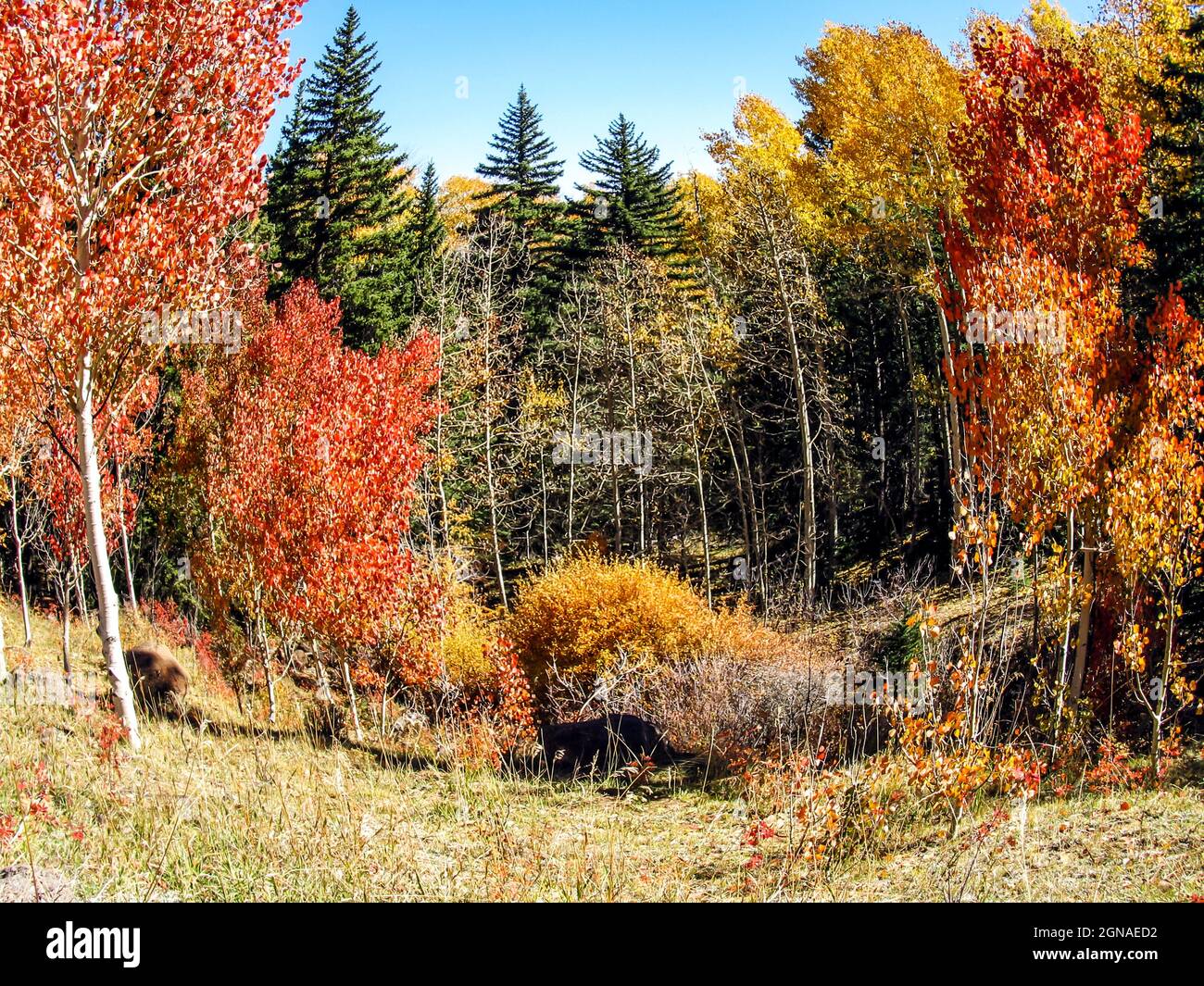 Un prato con Aspen Quaking, Populus tremuloides, con il loro fogliame di caduta, e Douglas Firs, Pseudotsuga menziesii, nella Dixie National Forest, Utah Foto Stock