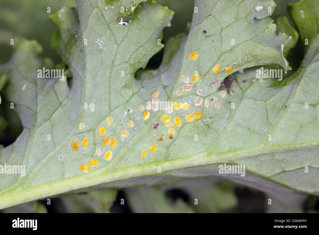 Lato inferiore delle foglie di piante con la peste Cabbage Whitefly (Aleyrodes proletella) larve e pupae sul lato inferiore della foglia. Foto Stock