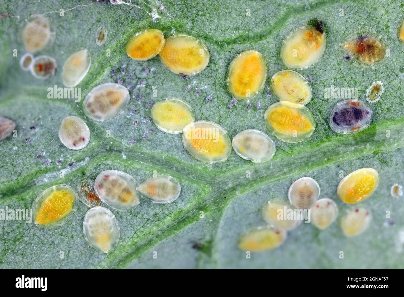 Lato inferiore delle foglie di piante con la peste Cabbage Whitefly (Aleyrodes proletella) larve e pupae sul lato inferiore della foglia. Foto Stock