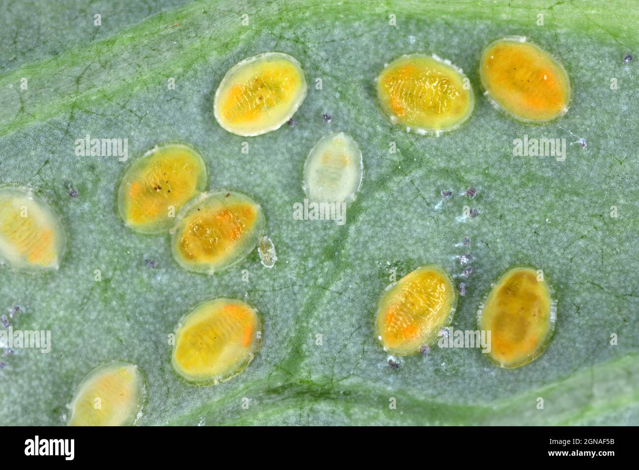 Lato inferiore delle foglie di piante con la peste Cabbage Whitefly (Aleyrodes proletella) larve e pupae sul lato inferiore della foglia. Foto Stock