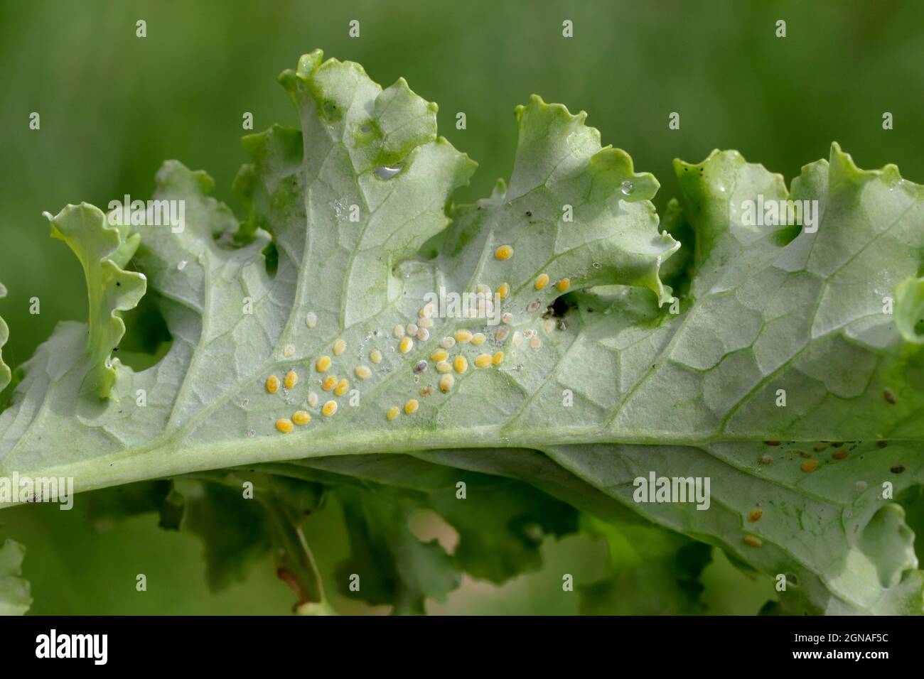 Lato inferiore delle foglie di piante con la peste Cabbage Whitefly (Aleyrodes proletella) adulti e larve sul lato inferiore della foglia. Foto Stock