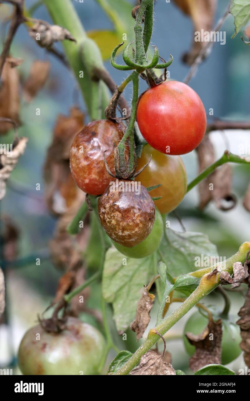 Malattie di pomodoro - lebbie tardive o piombi di patate (attacchi anche le patate). Phytophthora (infestanti di Phytophthora) in verdure Garde Foto Stock