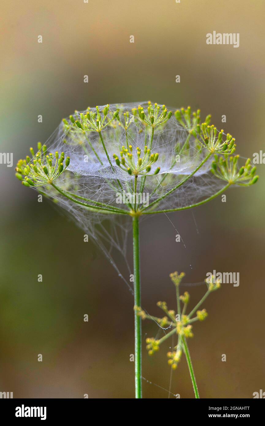 La rete di ragno su finocchio Foto Stock