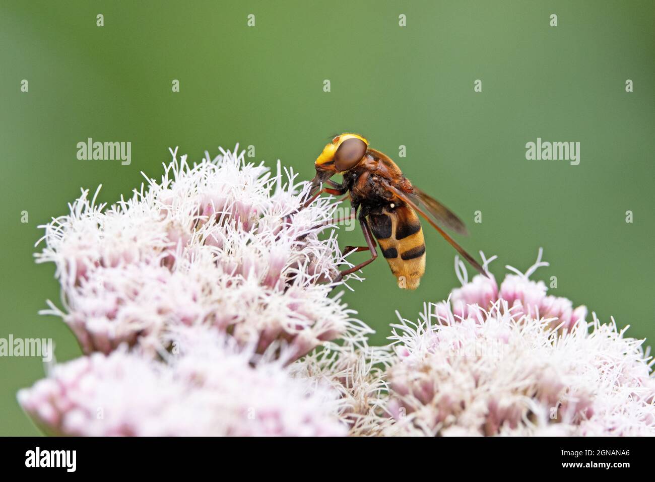 Mosca vespa (Volucella zonaria) nota anche come Corno di prugna su fiori di agrimonia rosa a Strumpshaw Fen Norfolk GB UK agosto 2021 Foto Stock