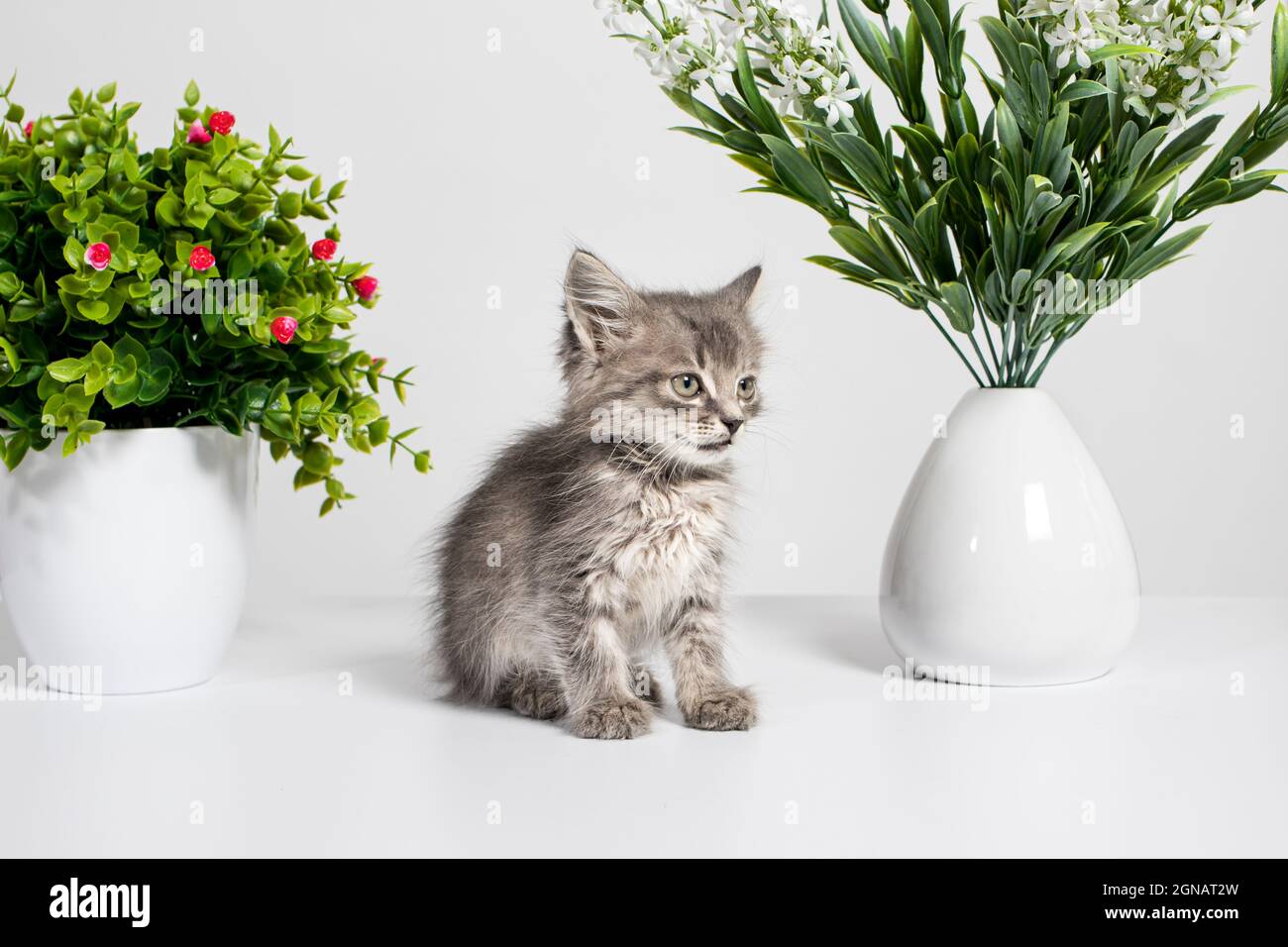 Carino gattino grigio di età 1 mese si siede tra i fiori su uno sfondo bianco. Interazione di gatti e piante domestiche Foto Stock