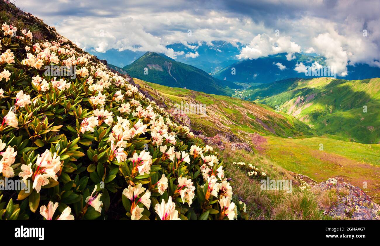 Fiori bianchi in fiore di rododendro nelle montagne del Caucaso nel mese di giugno. Nuvoloso mattina vista della collina di montagna in alta Svanetia, Georgia, Europa. Sia Foto Stock