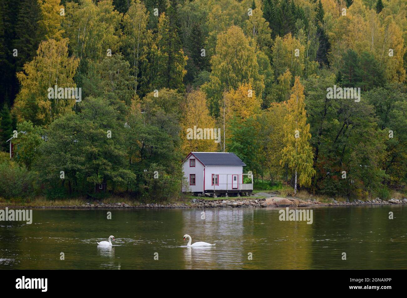 Due cigni muti che nuotano in una baia di fronte ad una riva con foresta autunnale e una casa, Hoga Küsten, Svezia Foto Stock