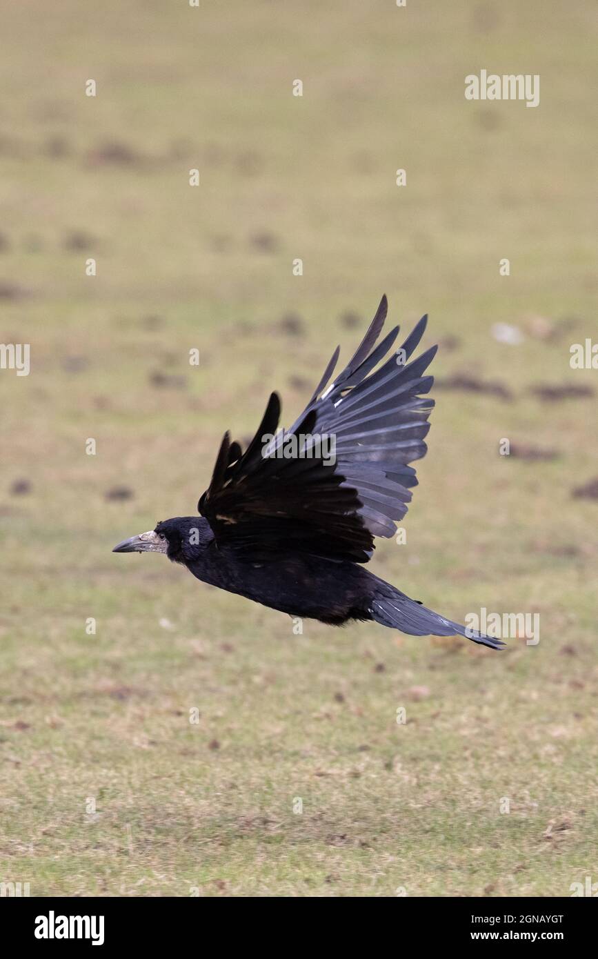 Rook (Corvus frugilegus) UEA Norwich UK GB Settembre 2021 Foto Stock