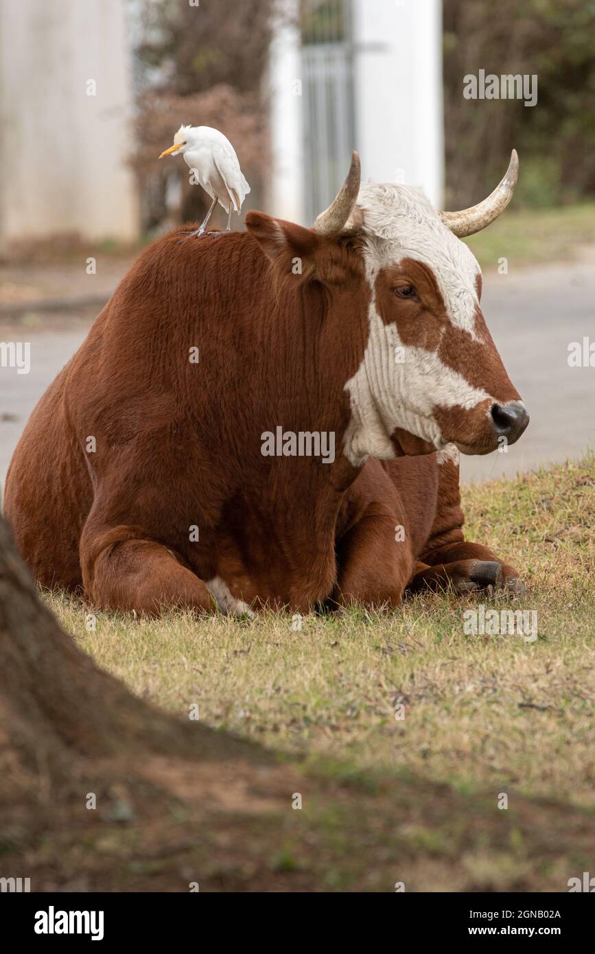 Western Cattle Egret (Bubulcus ibis), arroccato su una mucca su un marciapiede, Grahamstown/Makhana, Eastern Cape, Sudafrica, 18 agosto 2020. Foto Stock