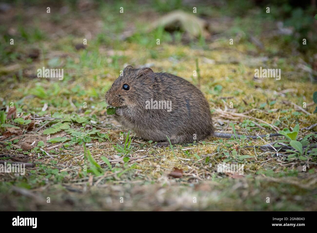Vlei Rat (Otomys irroratus), Grahamstown/Makhana, Eastern Cape Province, Sudafrica, 18 ottobre 2020. Foto Stock