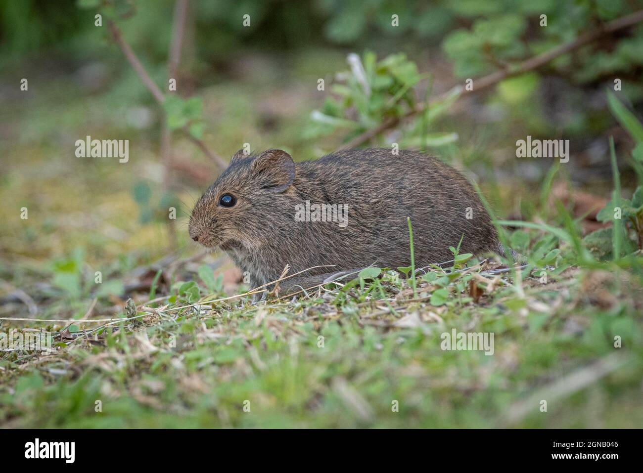 Vlei Rat (Otomys irroratus), Grahamstown/Makhana, Eastern Cape Province, Sudafrica, 18 ottobre 2020. Foto Stock