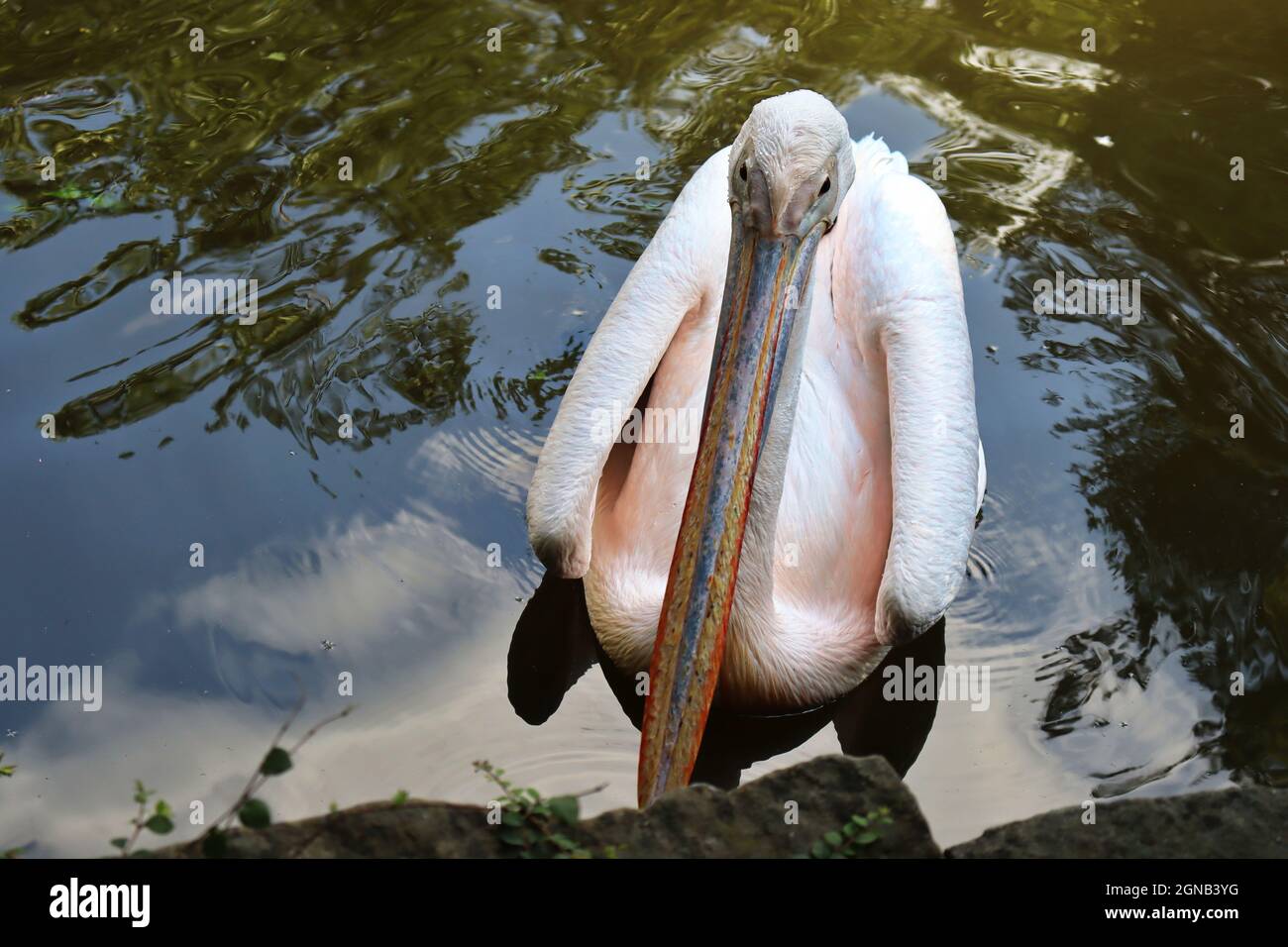 Bellissimo flamingo triste nello zoo ceco Foto Stock
