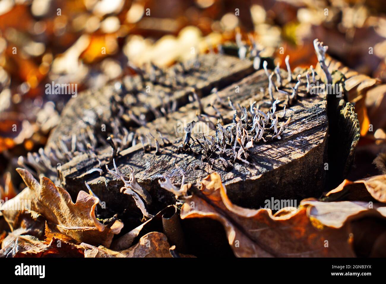 Grumo di funghi in cappotto d'autunno Foto Stock
