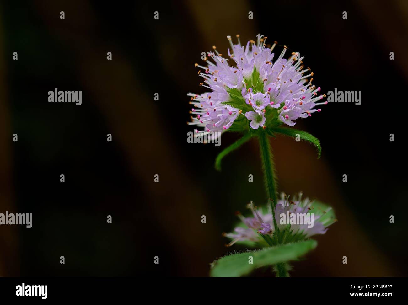 Piante selvatiche nella riserva naturale di Woods Mill Foto Stock