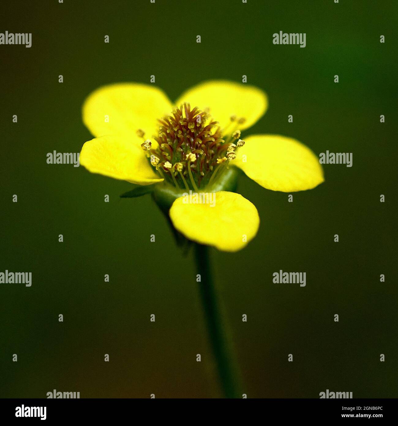 Piante selvatiche nella riserva naturale di Woods Mill Foto Stock