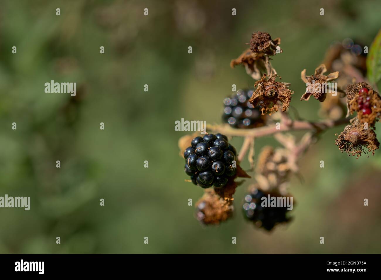 Piante selvatiche nella riserva naturale di Woods Mill Foto Stock
