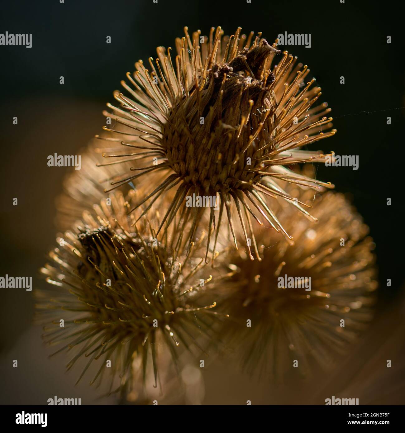 Piante selvatiche nella riserva naturale di Woods Mill Foto Stock