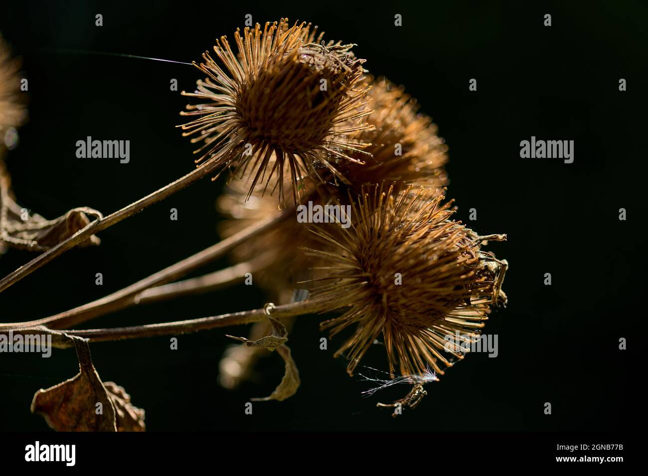 Piante selvatiche nella riserva naturale di Woods Mill Foto Stock