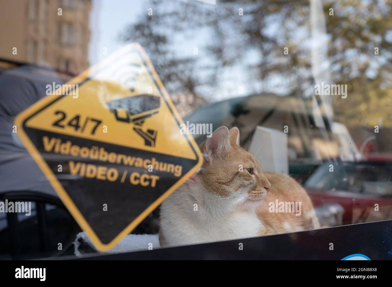 Wiesbaden, Germania. 24 settembre 2021. Rufus il gatto si trova in una vetrina accanto ad un cartello che dice '24/7 videosorveglianza'. Rufus viene in ufficio ogni giorno lavorativo e di solito si trova nella vetrina del negozio. Quindi è un'attrazione per i passanti e i clienti. Ma la sua funzione principale è 'antidepressivo in Corona Times', dice il suo proprietario. Credit: Sebastian Gollnow/dpa/Alamy Live News Foto Stock