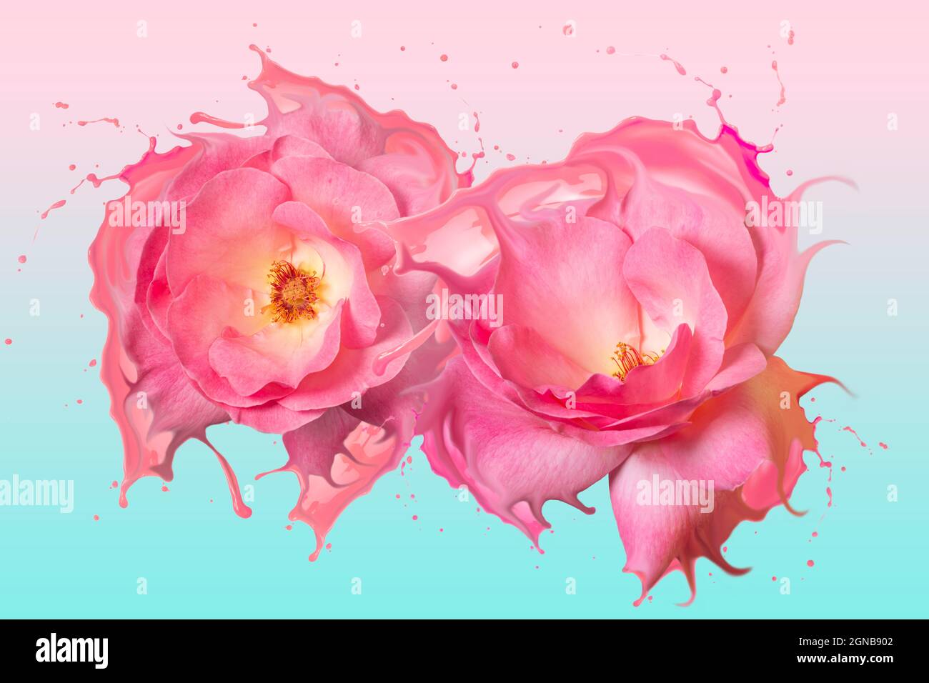 Due rose rosa con effetto spruzzi si trasformano in liquido. Sfondo rosa e blu Foto Stock