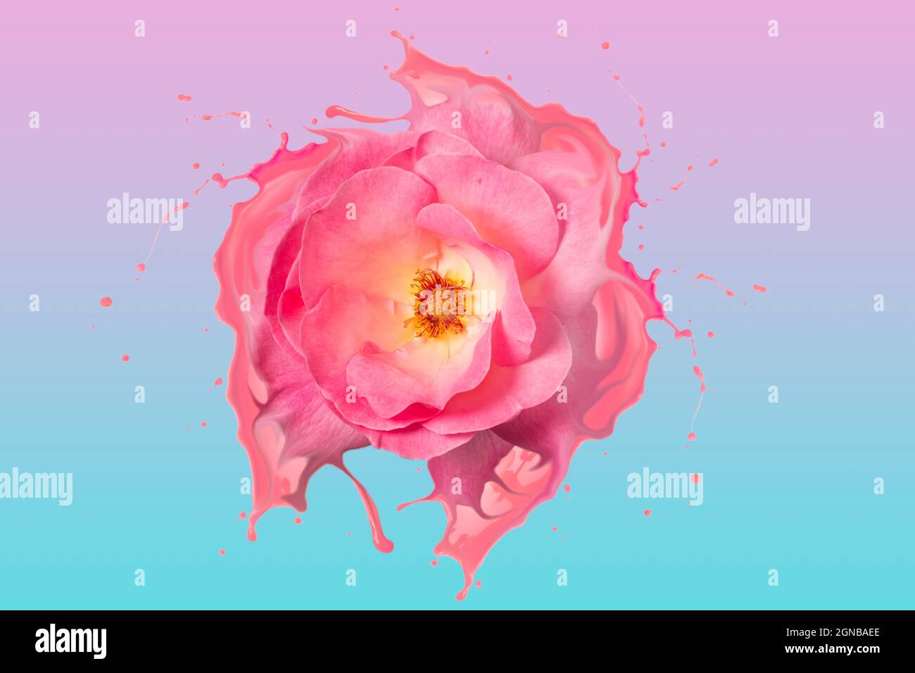 Bella rosa liquefatta con spruzzi rosa su sfondo rosa iridescente azzurro Foto Stock
