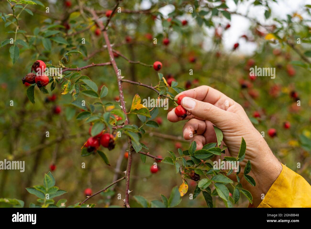 La mano del maschio che raccoglie l'anca della rosa dal ramo il giorno d'autunno Foto Stock