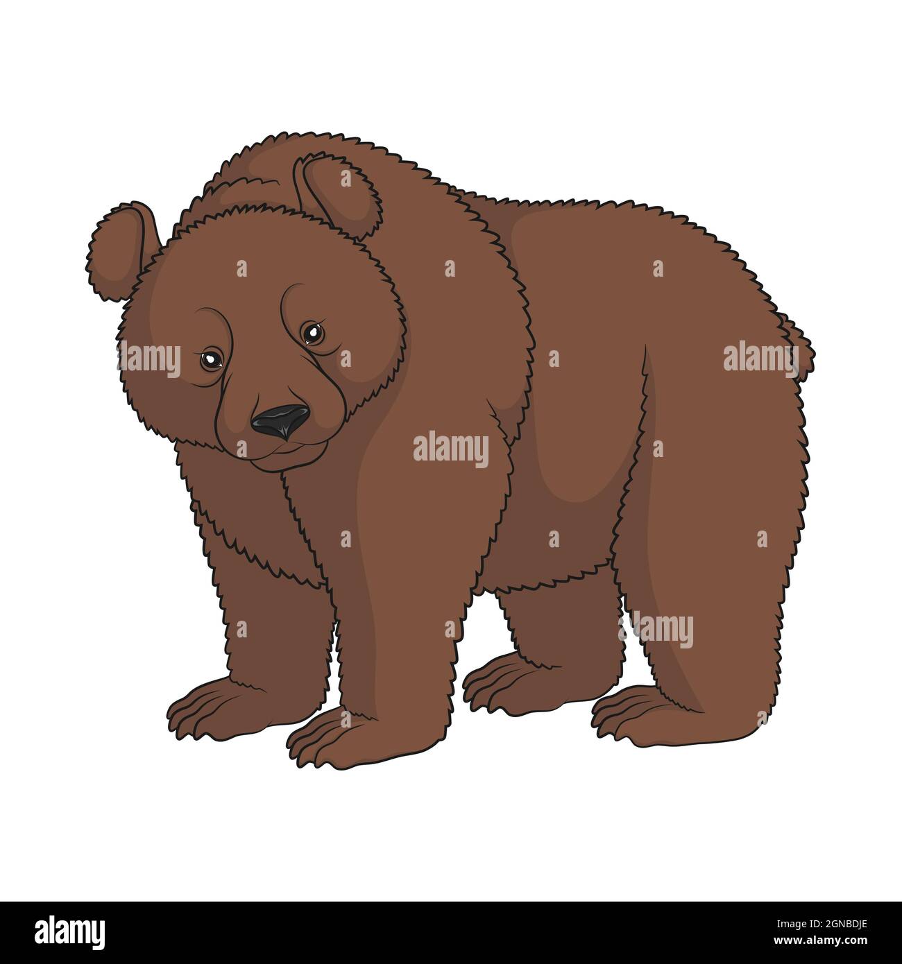 Immagine a colori di un orso bruno. Oggetto isolato su sfondo bianco. Illustrazione Vettoriale