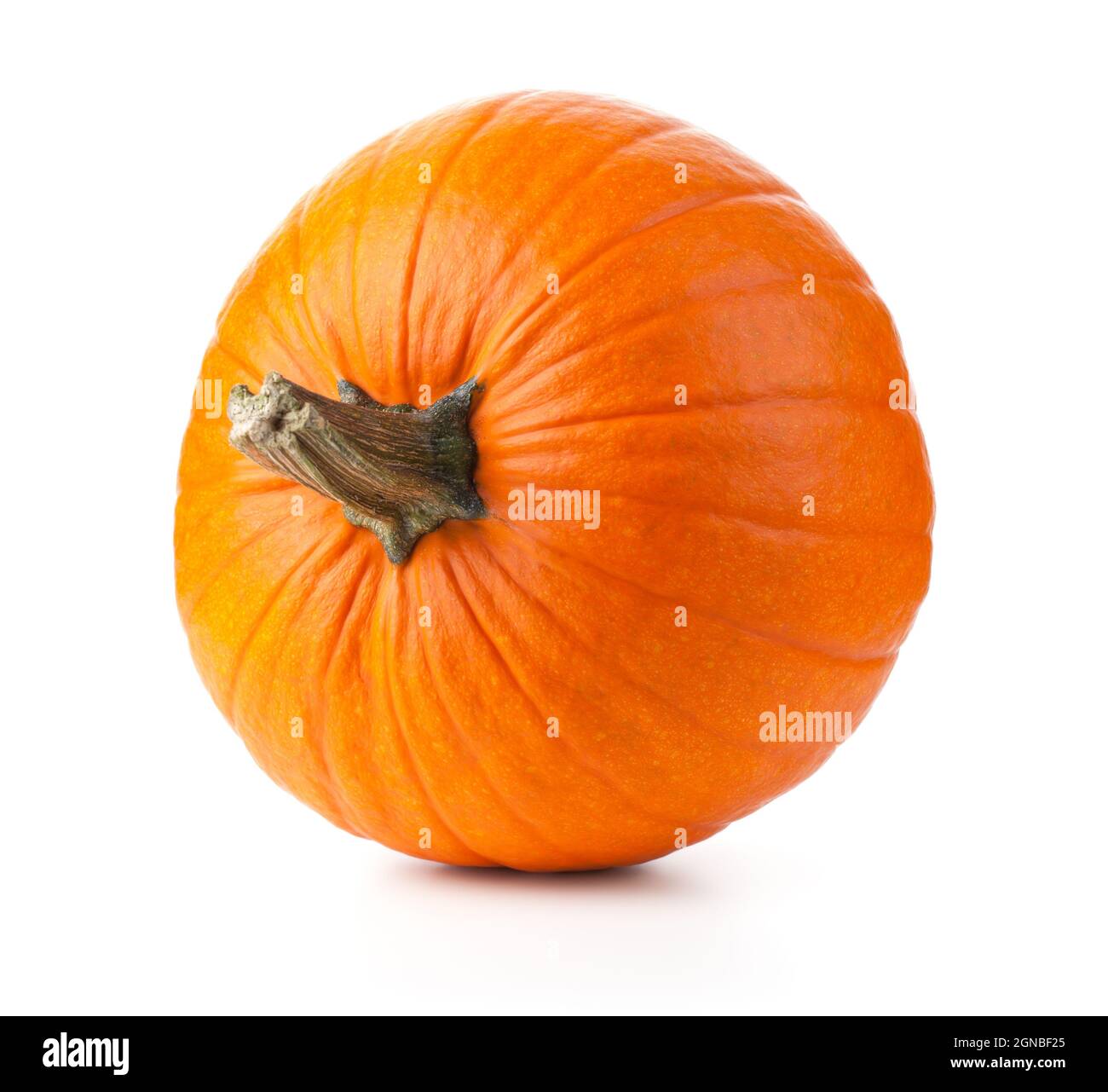 Zucca isolato su sfondo bianco. Vista laterale Foto Stock