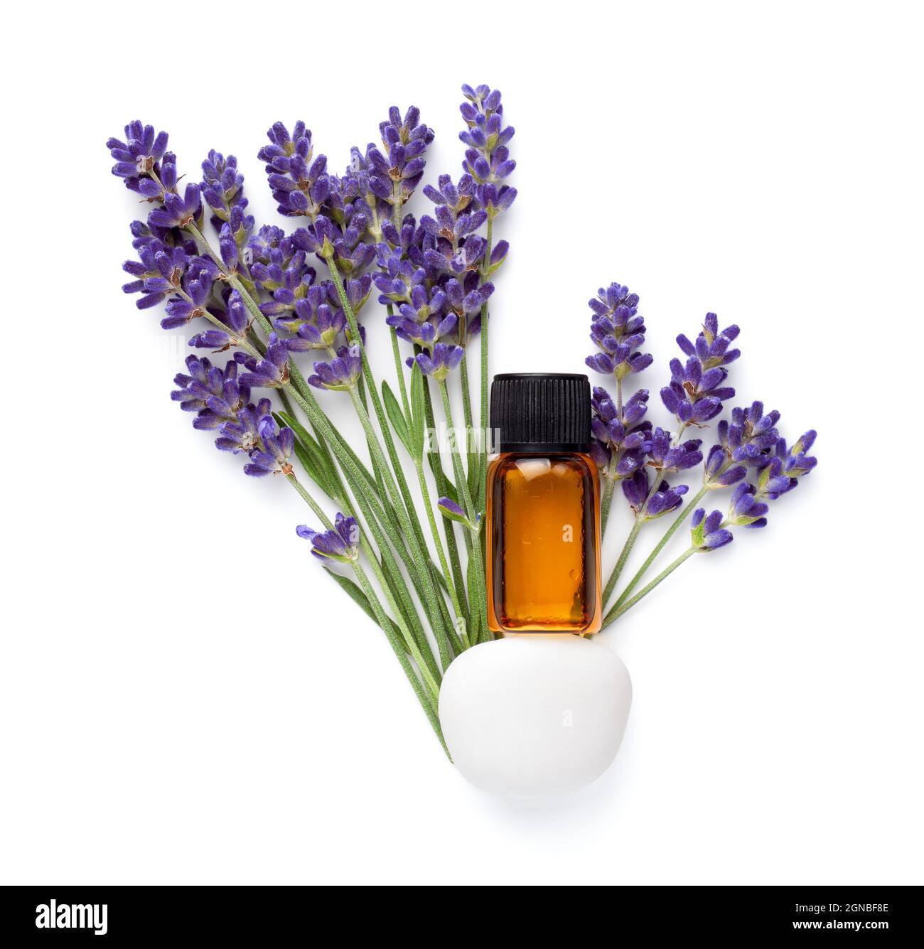 Bottiglia di olio essenziale di lavanda su pietra bianca e fiori freschi di lavanda isolato su sfondo bianco. Composizione. Disposizione piatta Foto Stock