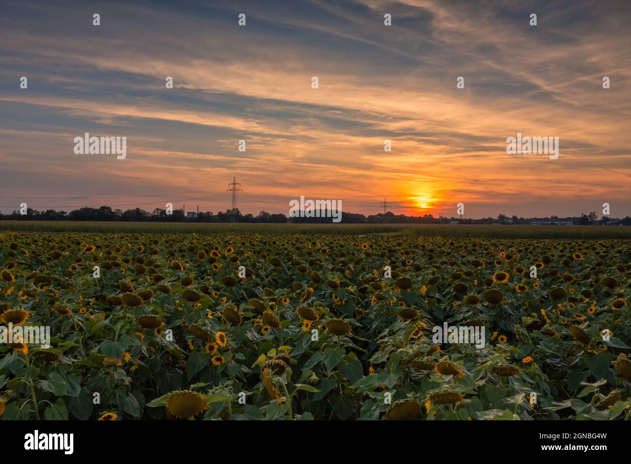 Un enorme campo di girasoli gialli al tardo tramonto con il sole che illumina l'arancio sullo sfondo - concetto per la natura idilliaca in estate. Foto Stock