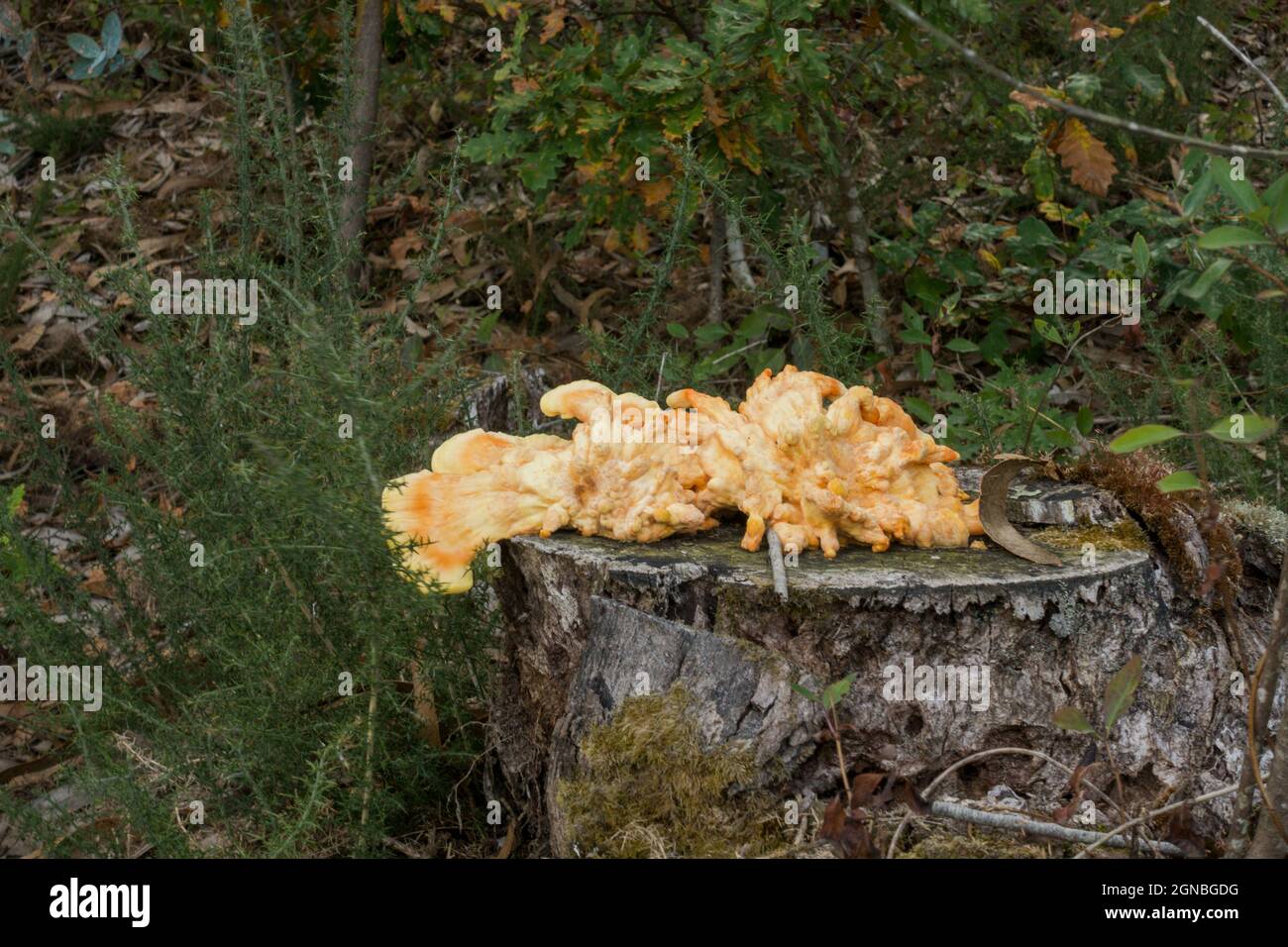 Laetiporus sulfureus, fungo da staffa, poliporo di zolfo, ripiano di zolfo, su un tronco, Paesi Bassi Foto Stock