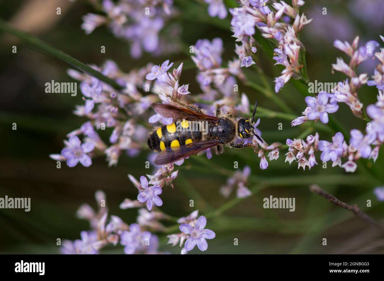 Colpa sexmaculata, grande wasp sp, nutrendo su fiori selvatici, Aveiro, Portogallo. Foto Stock
