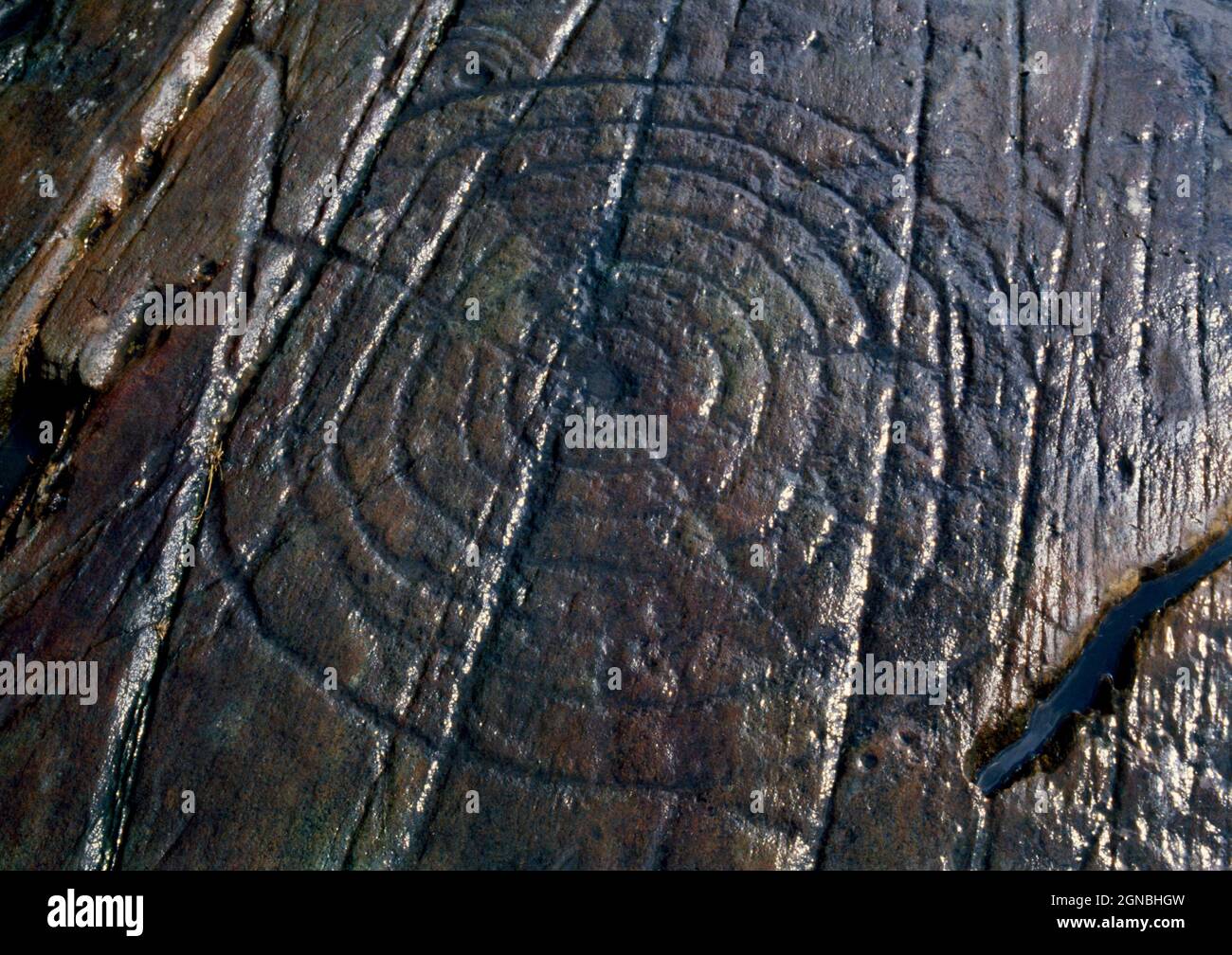 Central Outcrop, Site 1, (Morris's Area D) of Achnabreck prehistoric rock art, Argyll, Scotland, UK: View SSW of a Cup-and-rings with raggial groes. Foto Stock