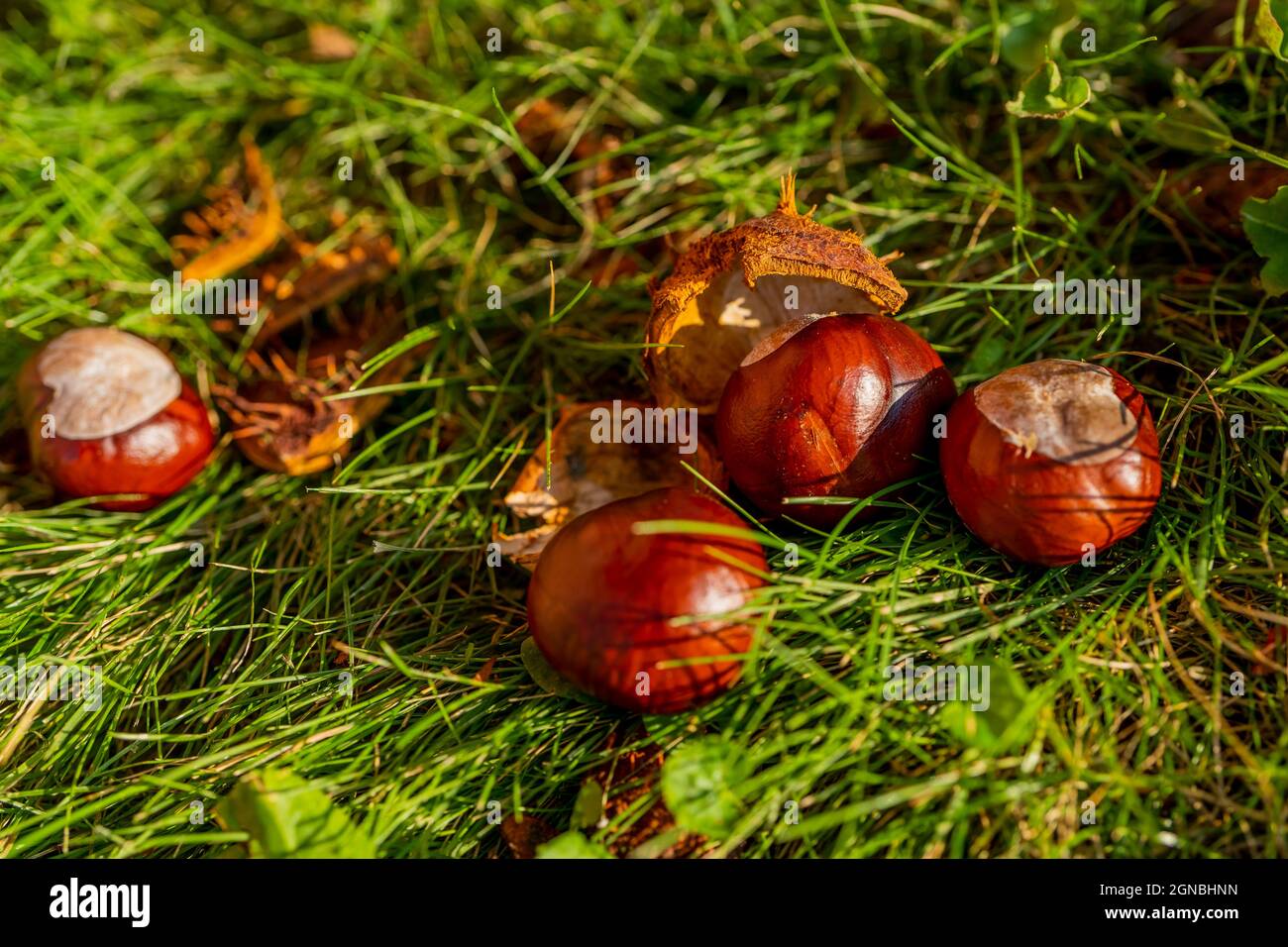 Castagne in una conchiglia aperta tra erba d'autunno e foglie cadute. Bellissimo macro autunno primo piano. Foto di alta qualità Foto Stock