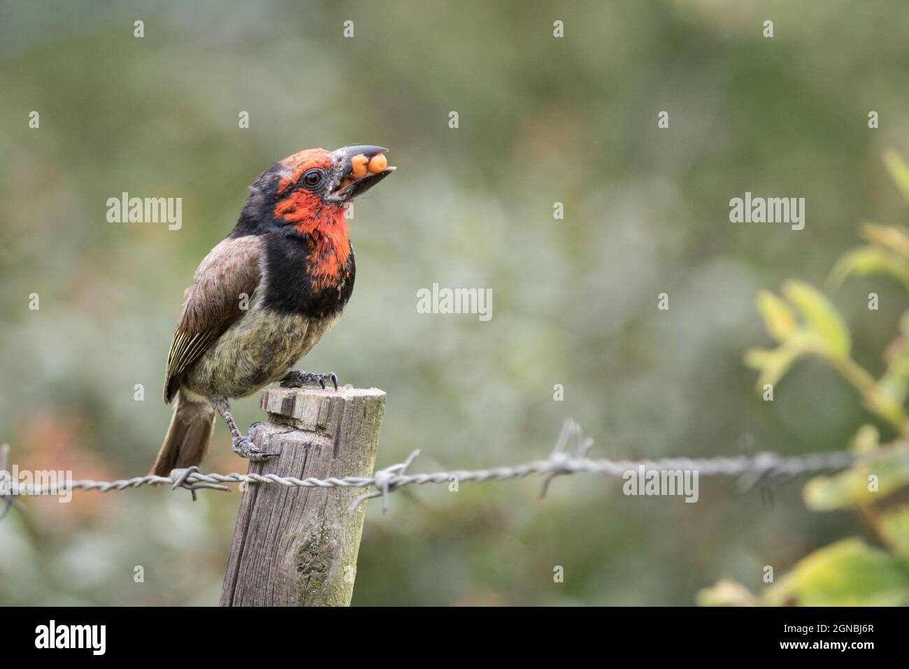 Barbet con colletto nero, Lybius torquatus, adulto con frutta , Makhana/Grahamstown, Capo orientale, Sudafrica, 07 febbraio 2018. Foto Stock