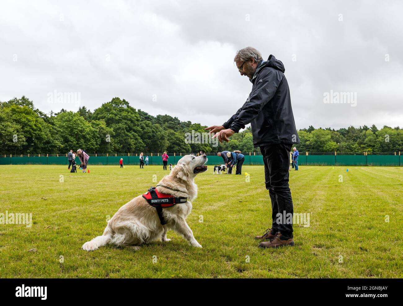 Un uomo che insegna un Labrador comanda al giorno di addestramento del cane al parco di agilità del cane Unleashed, East Lothian, Scozia, Regno Unito Foto Stock
