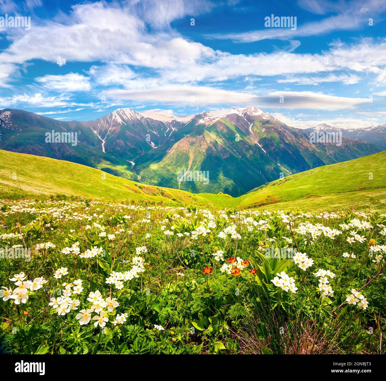 Campi di fiori bianchi in fiore nelle montagne del Caucaso nel mese di giugno. Vista mattutina soleggiata sulla collina di montagna in alta Svanetia, Georgia, Europa. Bellezza Foto Stock