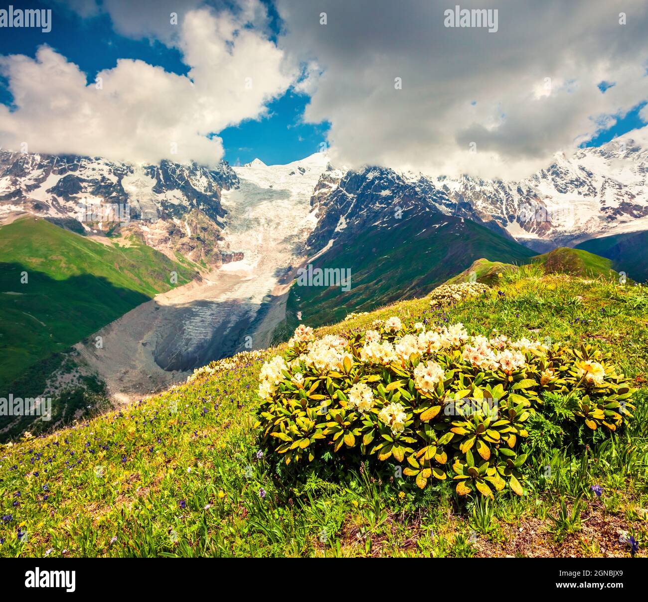 Campi di fiori bianchi in fiore rododendro nelle montagne del Caucaso nel mese di giugno. Vista mattutina soleggiata sulla collina di montagna in Upper Svanetia, Georgia, E. Foto Stock
