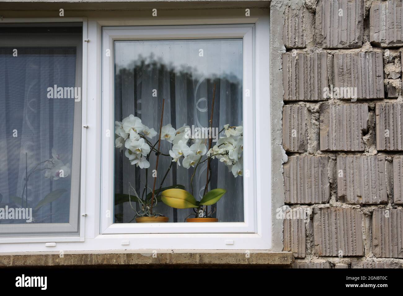 Orchidee bianche nella finestra della casa. Foto Stock