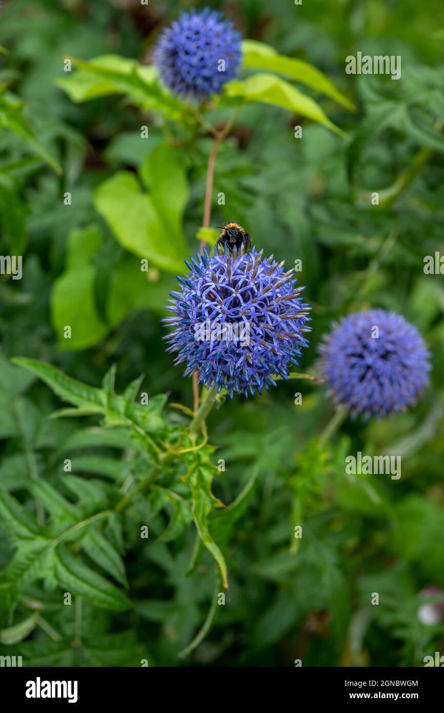 bumblebee che raccoglie il polline da un thistle blu del globo Foto Stock